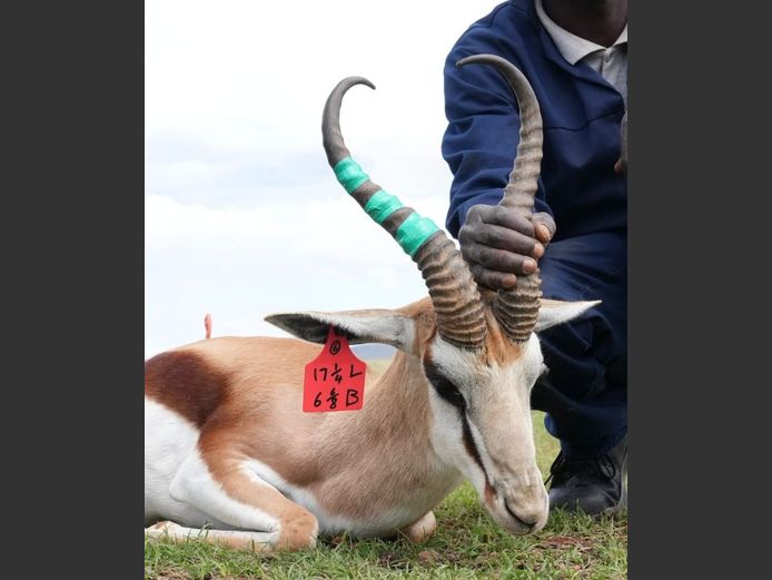 Damara Springbok Ram