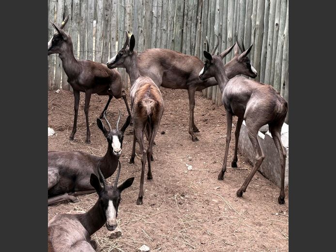 Swart Springbok Ooie