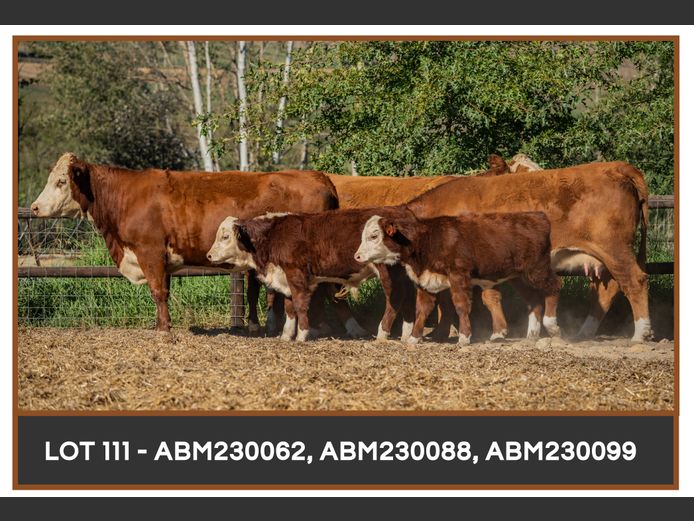 Commercial Animals