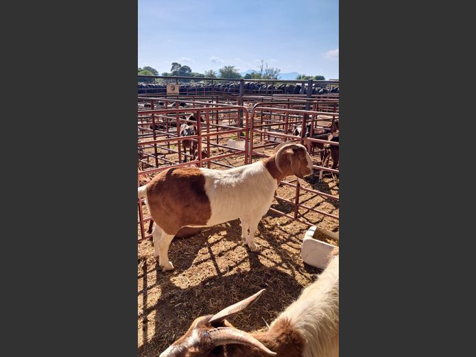 BOERBOK | NAZARDI BOERDERY