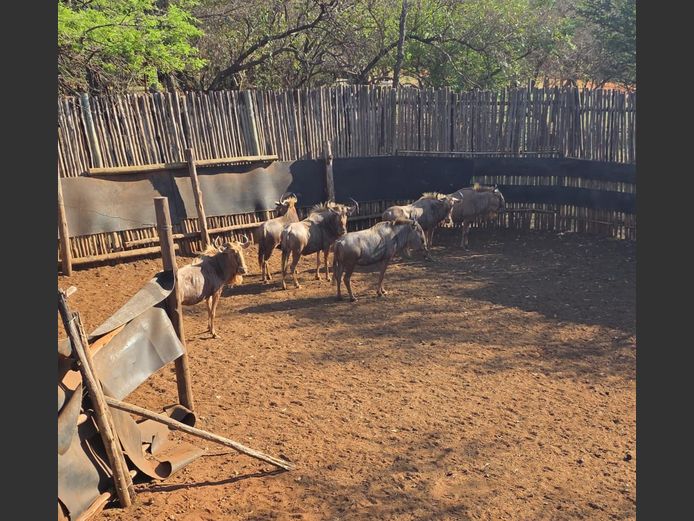 GOUE WILDEBEES | RHINO