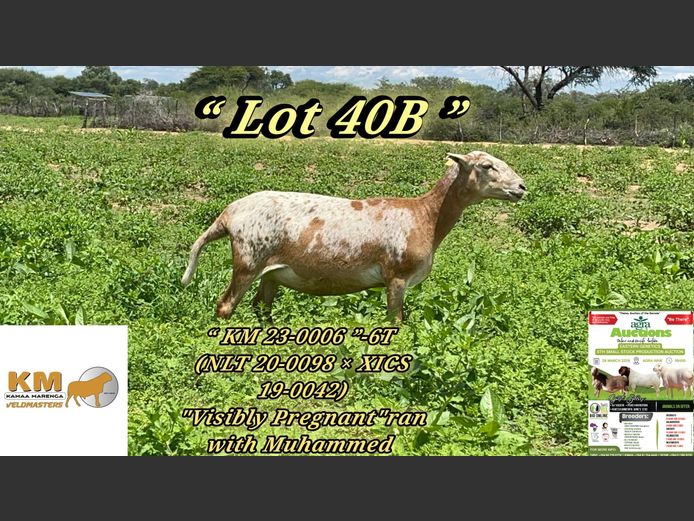 KM23-0006 | KAMAA MARENGA VELDMASTERS 