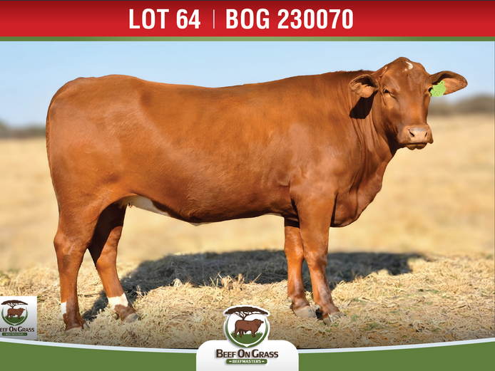 BOG 230070 | BEEF ON GRASS PTY LTD