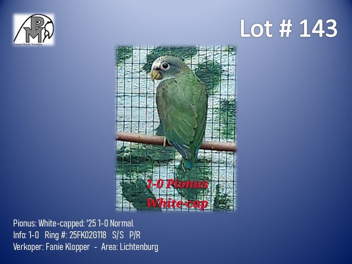 1-0 '25 Pionus: White-capped: Normal - Fanie Klopper