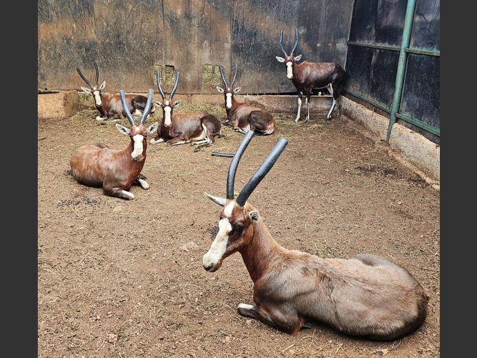 BLESBOK | VISSER WILD