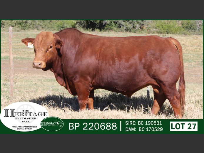 BP220688 | BEGELLY BEEFMASTERS