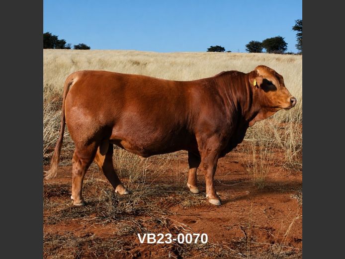23-0070VB | VLEISBLOK BEEFMASTERS