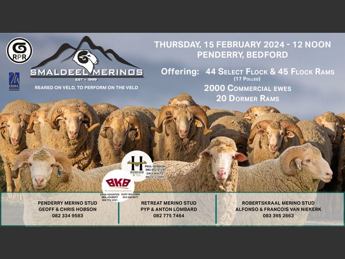 SMALDEEL MERINOS AUCTION