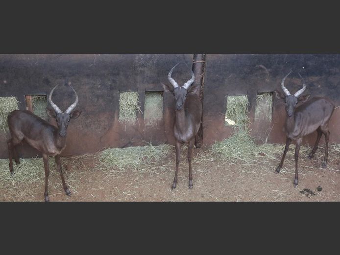 BLACK IMPALA