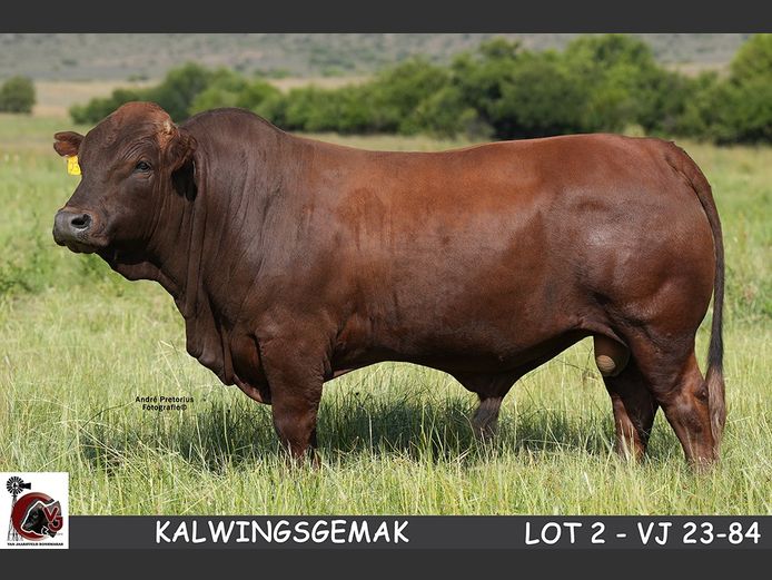 VJ  230084 | VAN JAARSVELD BONSMARAS