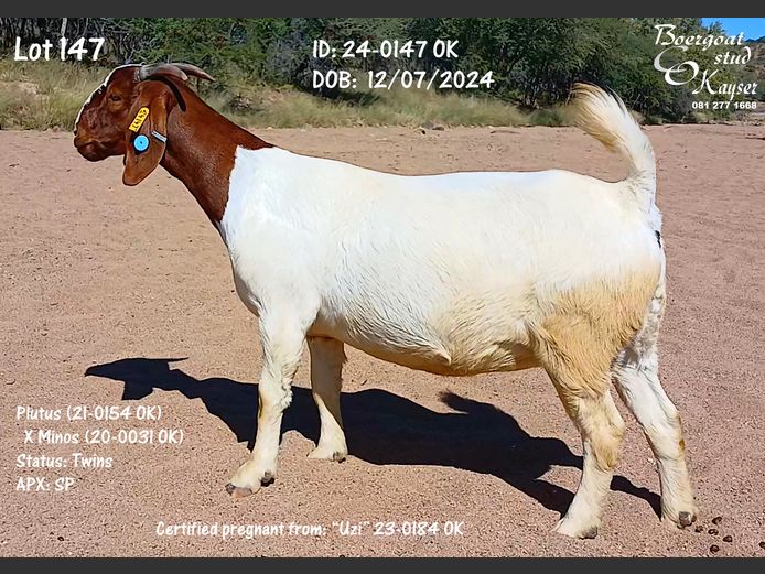 24-0147 OK | Kayser Boergoat Stud