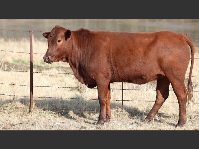 HBH 230030 | CLARK CATTLE COMPANY PTY LTD