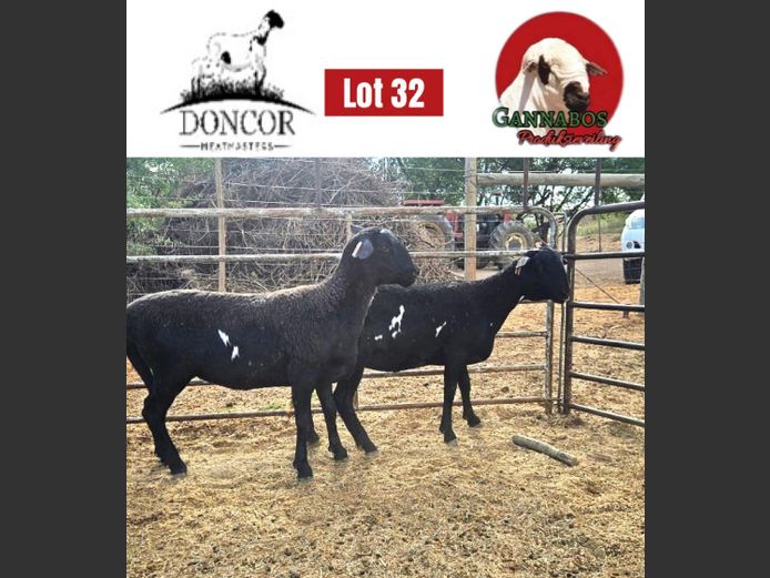 DC498 | Doncor Meatmasters