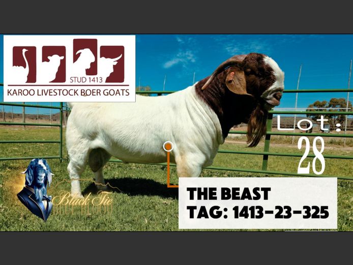 1413230325 | Karoo Livestock Boer Goat Stud