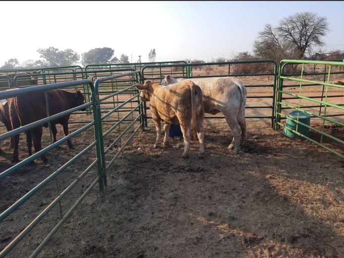 Pregnant Heifers