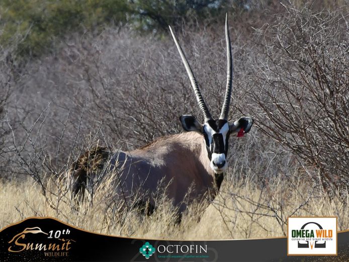 44 4/8" Oryx Cow running with 46 4/8" Omega Jnr	