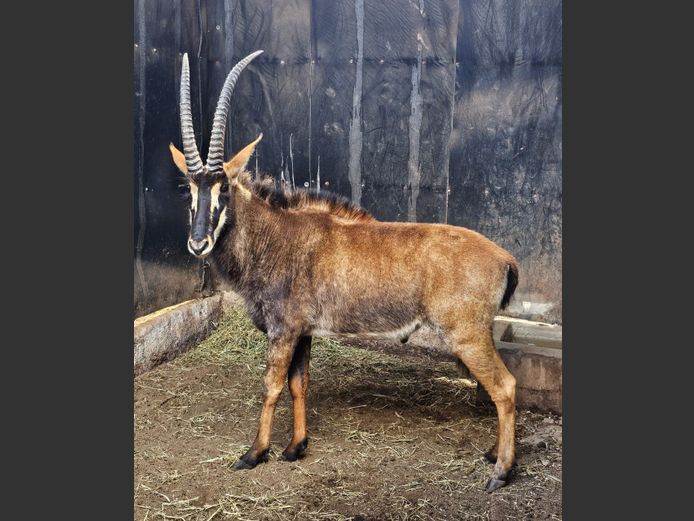 SABLE | BIRKEN VERVOER