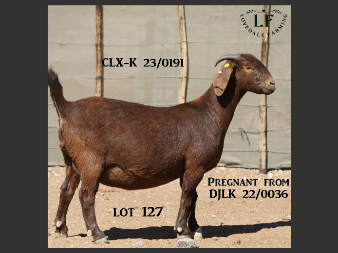 LOVEDALE FARMING | 23-0191CLX-K