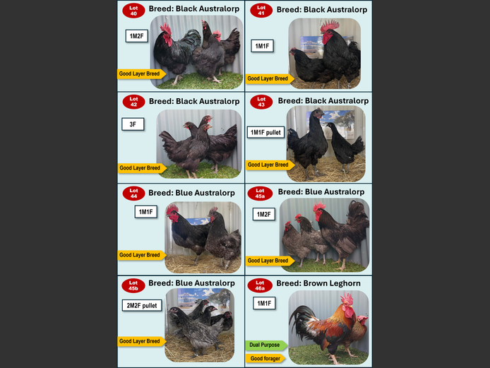 BLACK AUSTRALORP | ANNUAL MYTILUS AND ELOFF