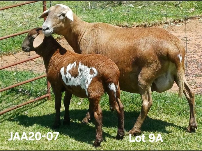 JAA 20-07 | Aucamp Meatmasters