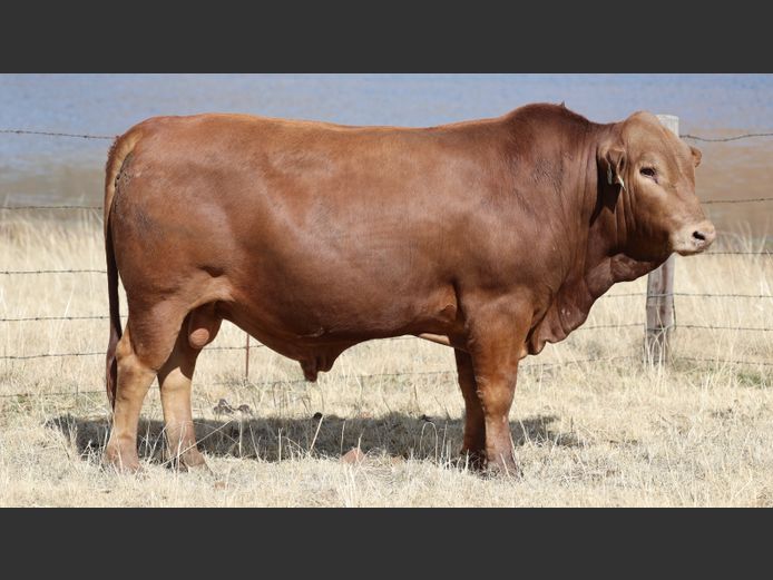 HBH 230008 | CLARK CATTLE COMPANY PTY LTD