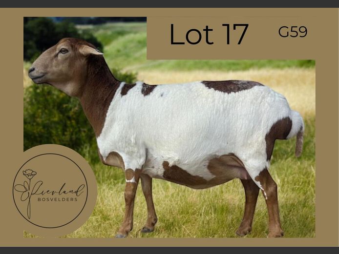 G59 | LIEVLAND BOSVELDERS