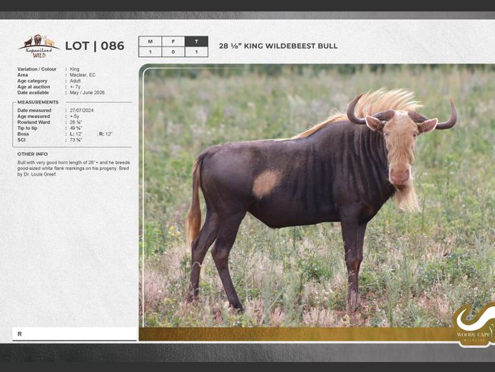 Wildebeest - King | Masizakhe Farming