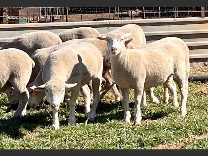 Commercial Animals | HAGELAND ILE DE FRANCE