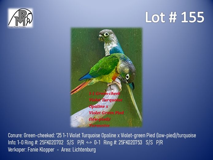 1-1 '25 Conure: Green-cheeked: Violet Turquoise Opaline x Violet-green Pied (low-pied)/turquoise - Fanie Klopper