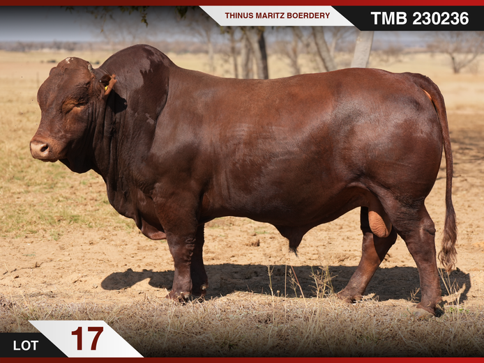 TMB 230236 HH(c) | THINUS MARITZ BOERDERY