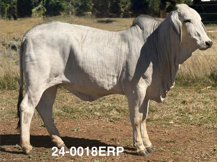 24-0018ERP | HARROBI BRAHMAN