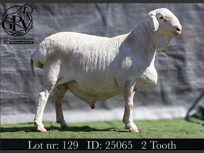 25-065 | Pearson Van Rooys