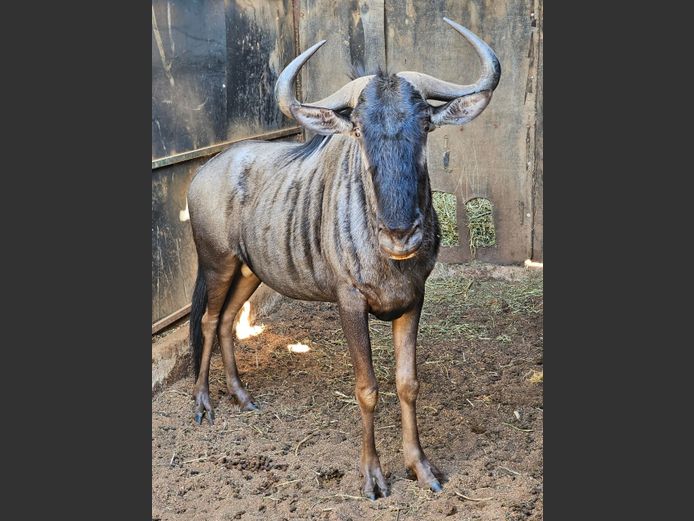 BLUE WILDEBEEST | DEELBOS