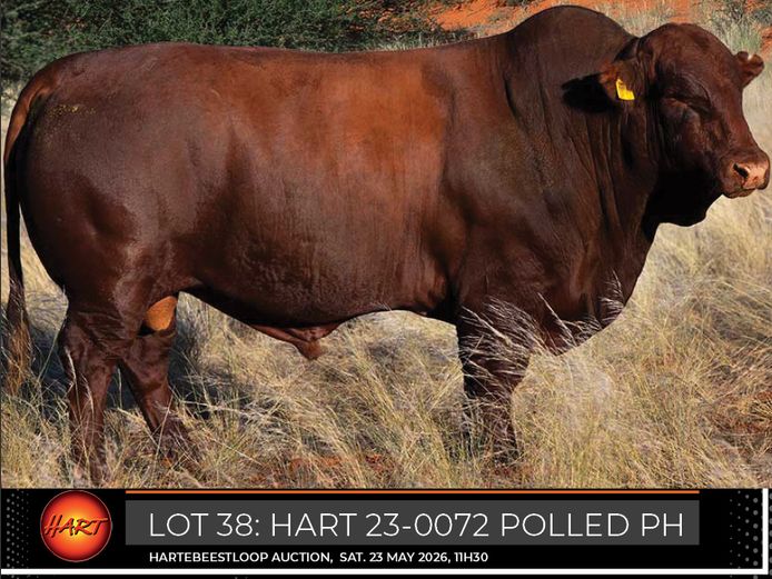 HART230072Pp(c) | HARTEBEESTLOOP BONSMARA