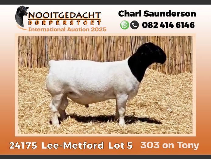 2250 24 0175 | Nooitgedacht Dorpers