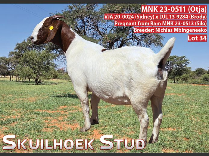 MNK 23-0511 (OTJA) | NICHLAS MBINGENEEKO