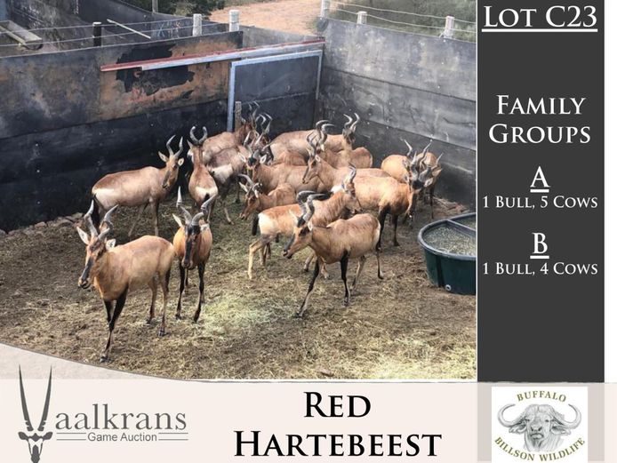 Hartebeest Family Group