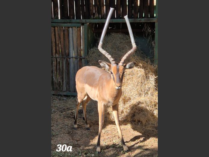 SADDLEBACK ROOIBOK | KEY GAME