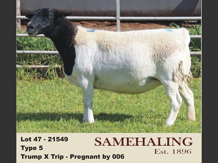 21549-330 | SAMEHALING DORPERS