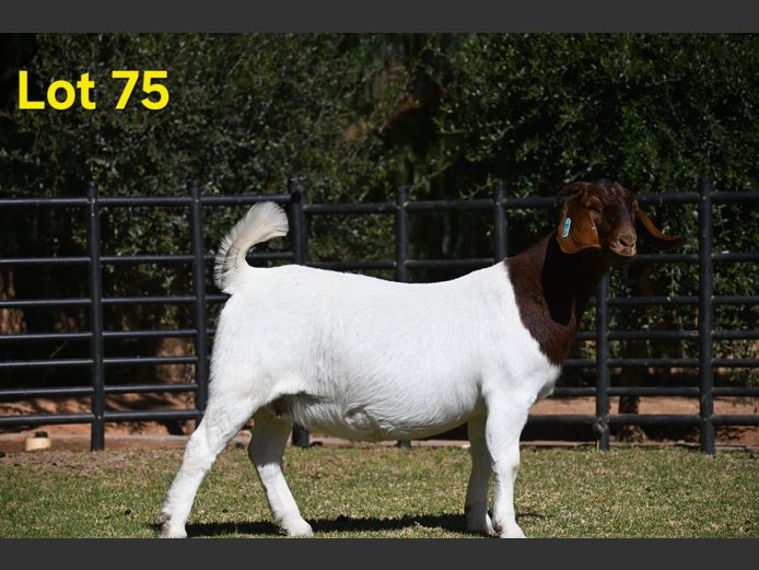 776-25-134 | Nico Botha Boerbokstoet