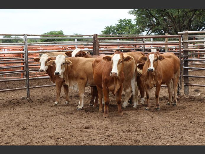 Commercial Animals | JP du Preez