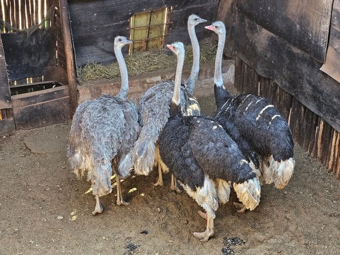 OSTRICHES | HIGHLAND