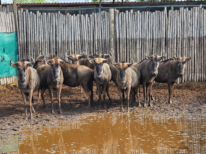 BLUE WILDEBEEST | SAVANNAH
