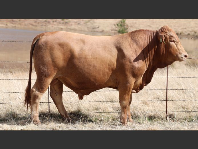 HBH 230079 | CLARK CATTLE COMPANY PTY LTD