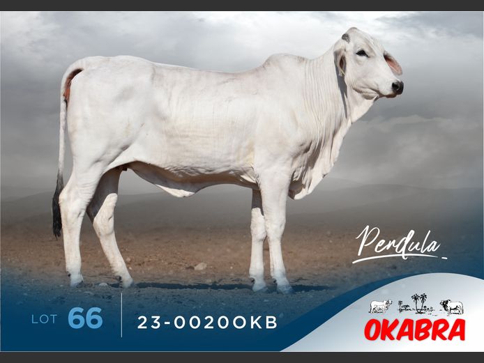 23-0020OKB | OKABRA BRAHMANS