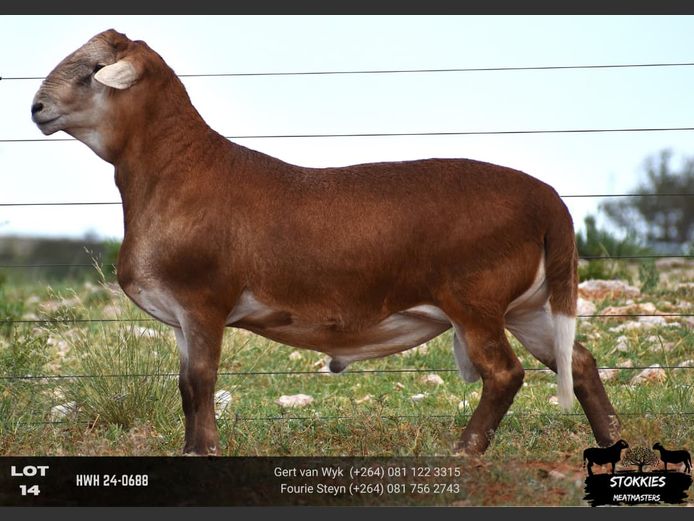 HWH24-0688 | STOKKIES MEATMASTERS 