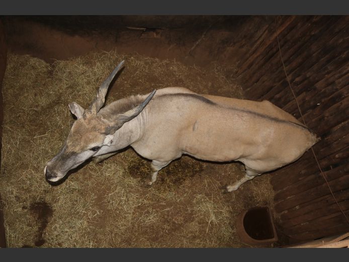 Eland