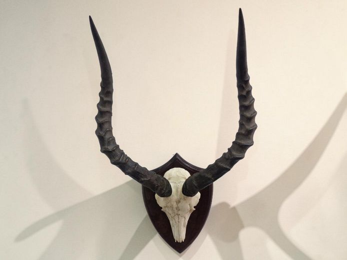 South African Impala Horn Shield Mount (1997)