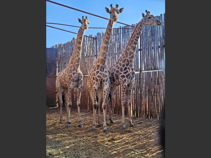 GIRAFFE | P VAN HEERDEN