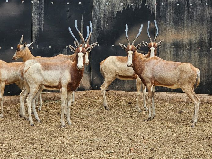 YELLOW BLESBOK | 3-SOUTH BDY
